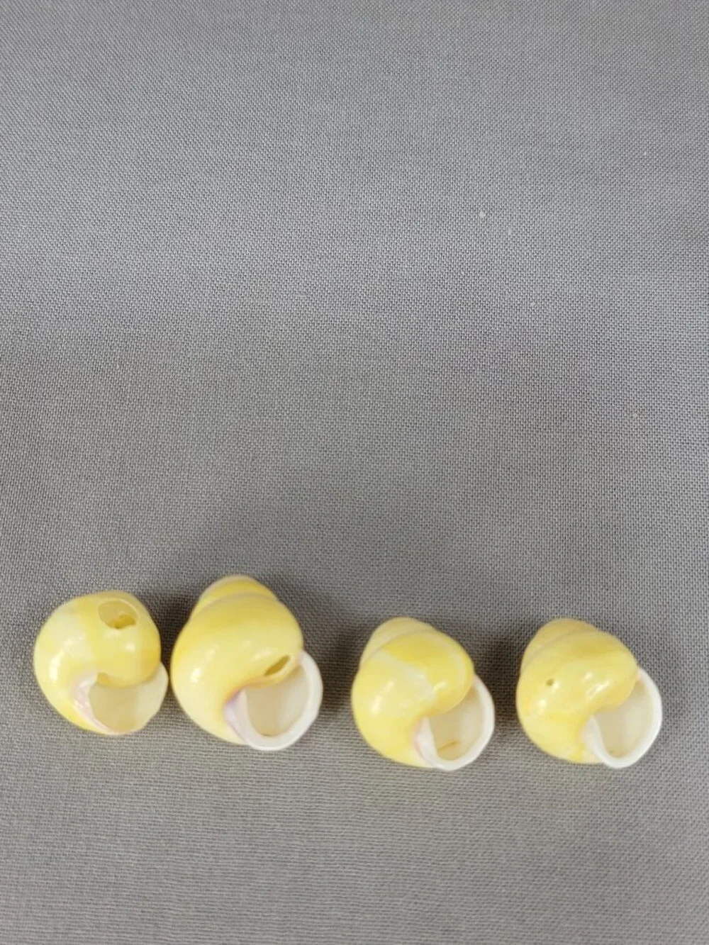 Yellow Banded Land Snail Shells Lot of 4 Decor Crafts